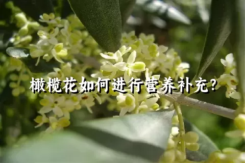 橄榄花如何进行营养补充？