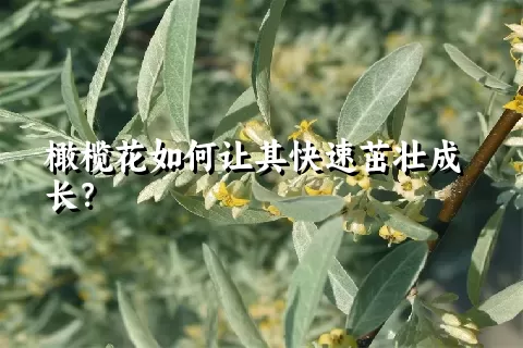 橄榄花如何让其快速茁壮成长？