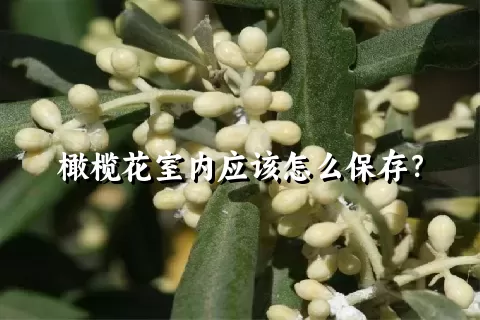 橄榄花室内应该怎么保存？