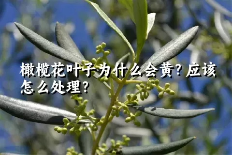 橄榄花叶子为什么会黄？应该怎么处理？