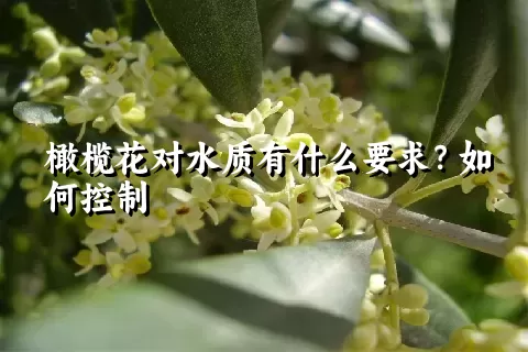 橄榄花对水质有什么要求？如何控制