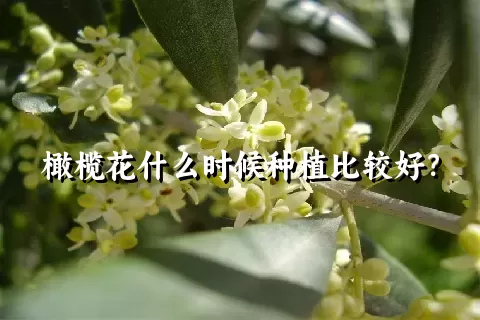 橄榄花什么时候种植比较好？