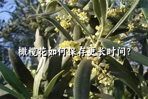 橄榄花如何保存更长时间？