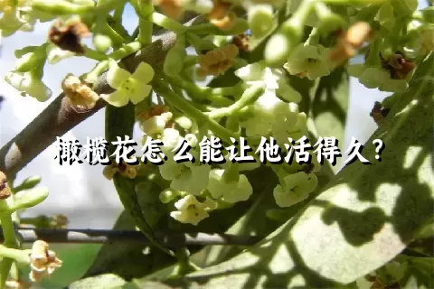 橄榄花怎么能让他活得久？