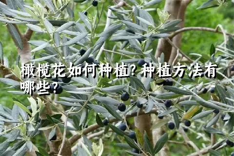 橄榄花如何种植？种植方法有哪些？