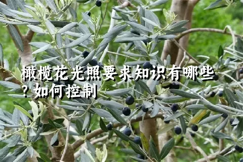 橄榄花光照要求知识有哪些？如何控制