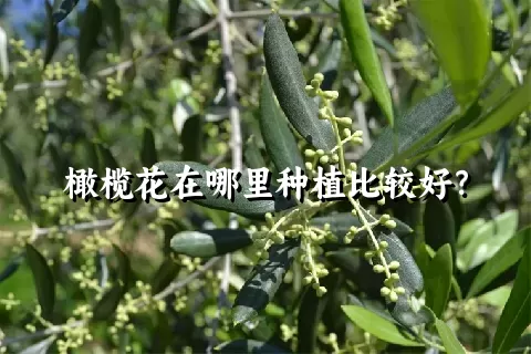 橄榄花在哪里种植比较好？