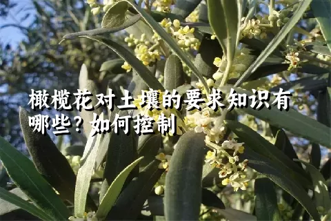 橄榄花对土壤的要求知识有哪些？如何控制