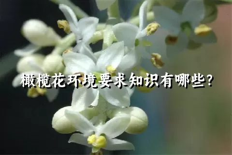 橄榄花环境要求知识有哪些？