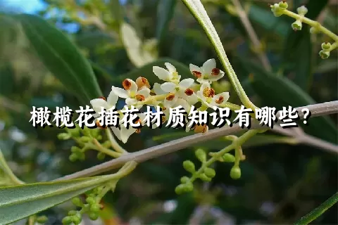 橄榄花插花材质知识有哪些？