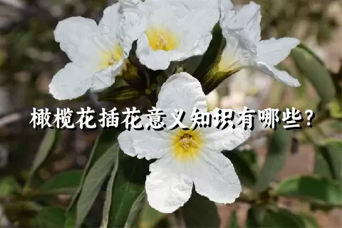 橄榄花插花意义知识有哪些？