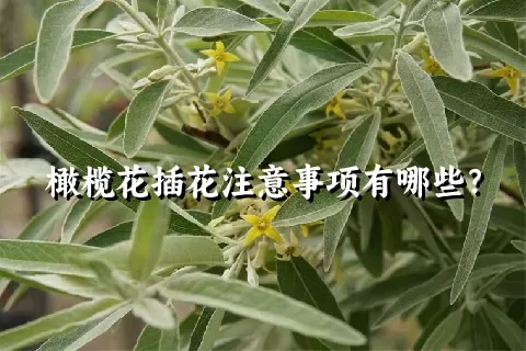 橄榄花插花注意事项有哪些？