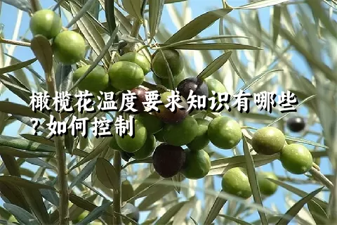 橄榄花温度要求知识有哪些？如何控制