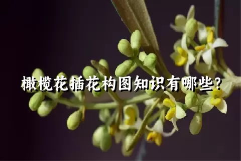 橄榄花插花构图知识有哪些？