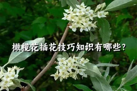 橄榄花插花技巧知识有哪些？