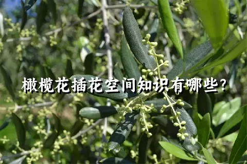 橄榄花插花空间知识有哪些？