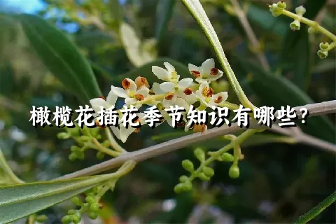 橄榄花插花季节知识有哪些？