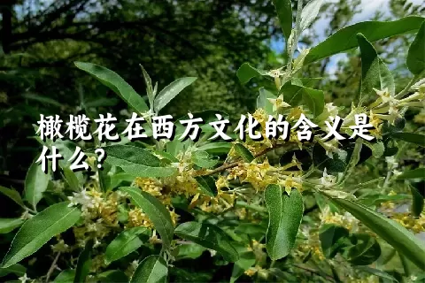 橄榄花在西方文化的含义是什么？