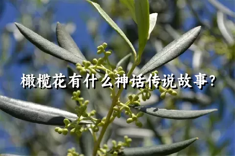 橄榄花有什么神话传说故事？