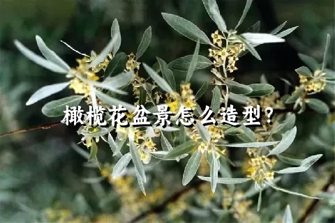 橄榄花盆景怎么造型？