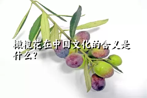 橄榄花在中国文化的含义是什么？