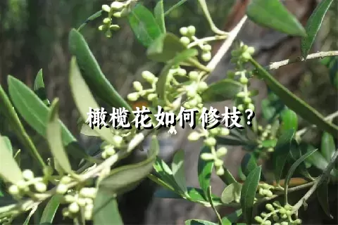 橄榄花如何修枝？