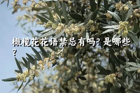 橄榄花花语禁忌有吗？是哪些？