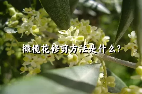 橄榄花修剪方法是什么？