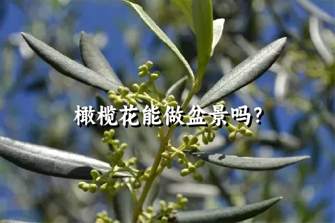 橄榄花能做盆景吗？