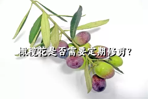 橄榄花是否需要定期修剪？