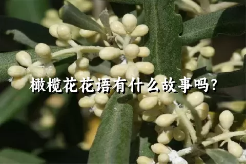 橄榄花花语有什么故事吗？