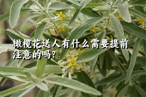 橄榄花送人有什么需要提前注意的吗？