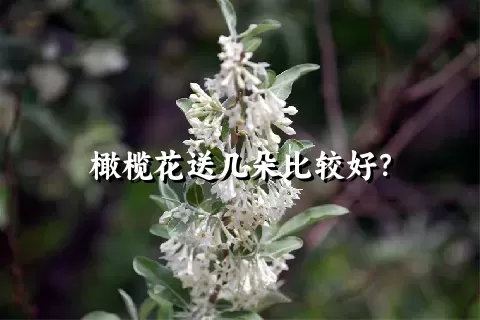 橄榄花送几朵比较好？