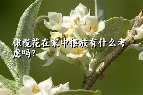 橄榄花在家中摆放有什么考虑吗？