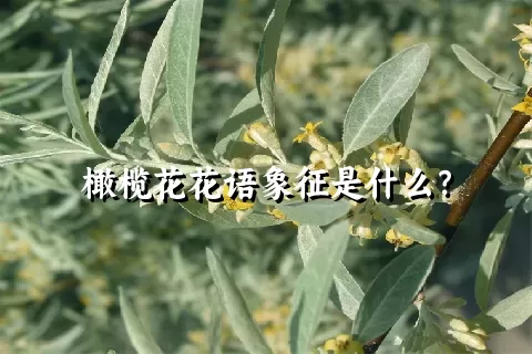 橄榄花花语象征是什么？