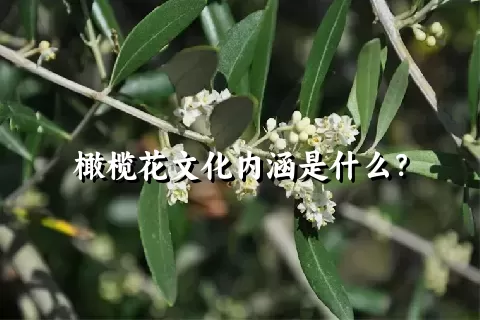 橄榄花文化内涵是什么？