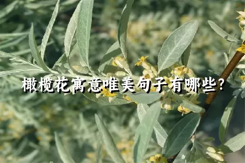 橄榄花寓意唯美句子有哪些？