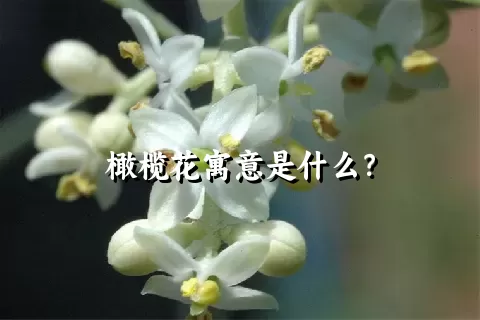 橄榄花寓意是什么？