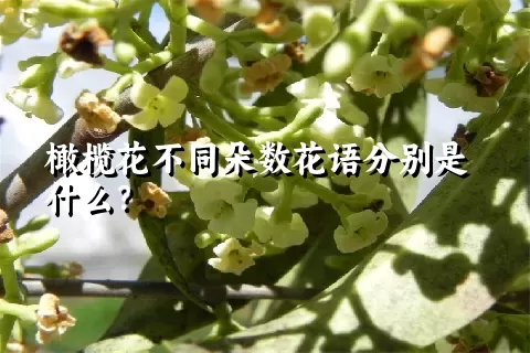 橄榄花不同朵数花语分别是什么？