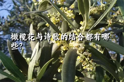 橄榄花与诗歌的结合都有哪些？