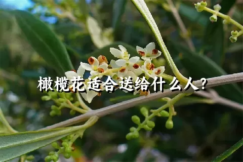 橄榄花适合送给什么人？