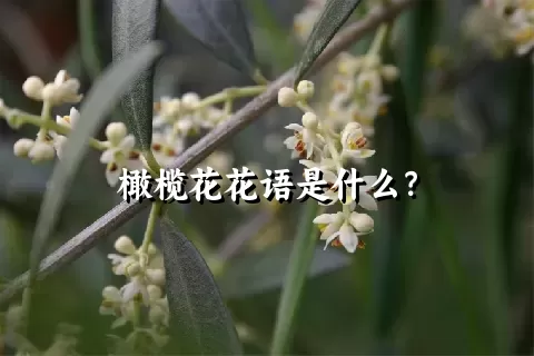 橄榄花花语是什么？