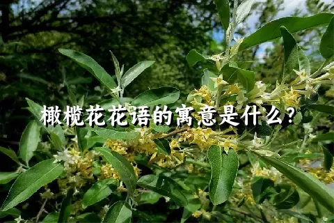 橄榄花花语的寓意是什么？