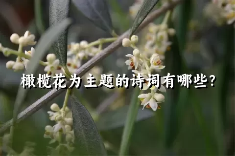 橄榄花为主题的诗词有哪些？