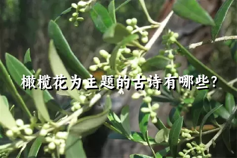 橄榄花为主题的古诗有哪些？