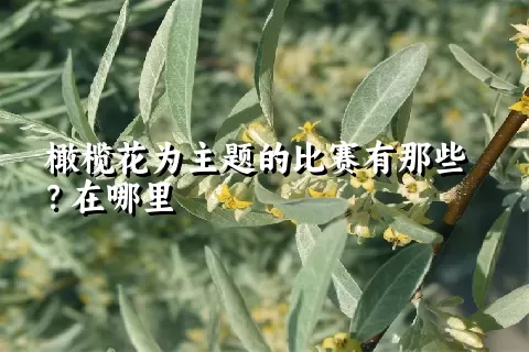 橄榄花为主题的比赛有那些？在哪里