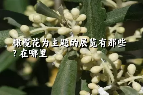 橄榄花为主题的展览有那些？在哪里