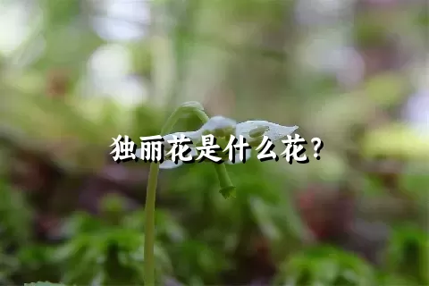 独丽花是什么花？