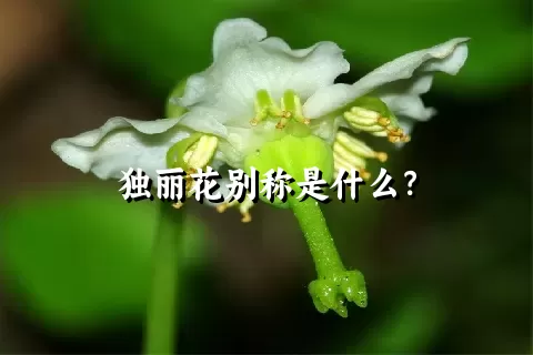 独丽花别称是什么？