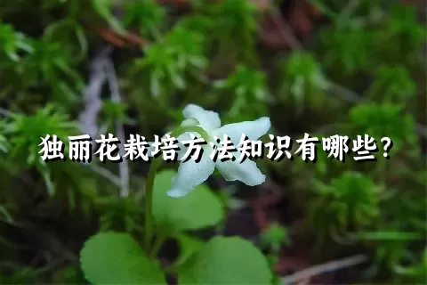 独丽花栽培方法知识有哪些？